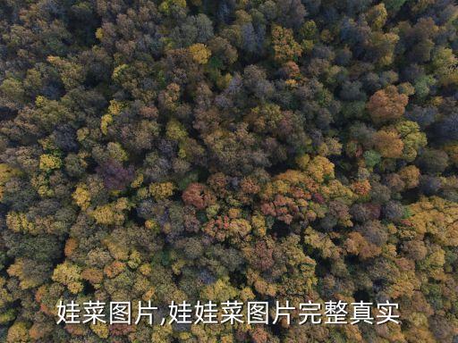 大娃娃菜图片,娃娃菜图片完整真实