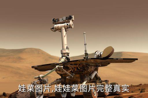 娃菜图片,娃娃菜图片完整真实