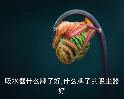 吸水器什么牌子好,什么牌子的吸尘器好