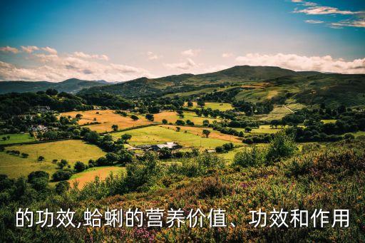 蛤壳的功效,蛤蜊的营养价值、功效和作用