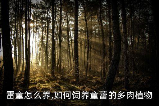 多肉雷童怎么养,如何饲养童蕾的多肉植物