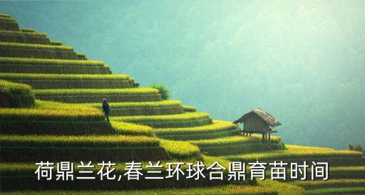 环球荷鼎兰花,春兰环球合鼎育苗时间