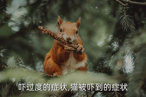 猫惊吓过度的症状,猫被吓到的症状
