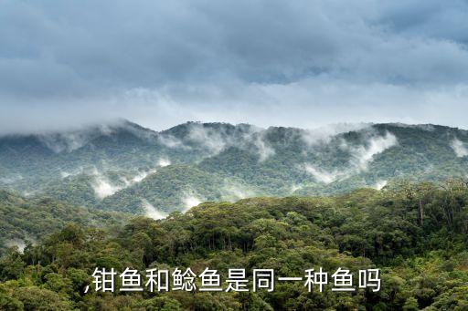 ,钳鱼和鲶鱼是同一种鱼吗