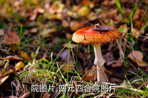 院图片,四元四合院图片