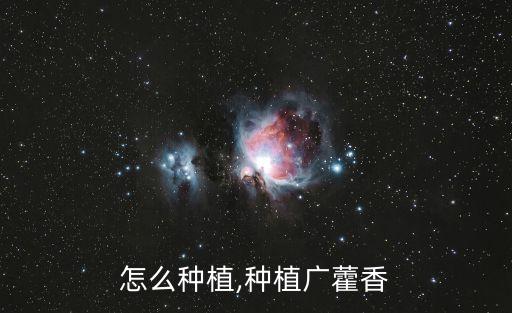 霍香怎么种植,种植广藿香