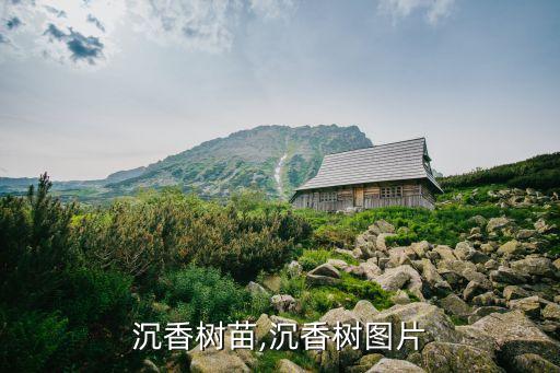 奇楠沉香树苗,沉香树图片