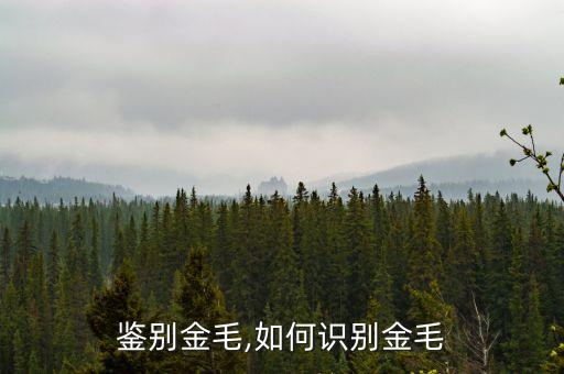鉴别金毛,如何识别金毛