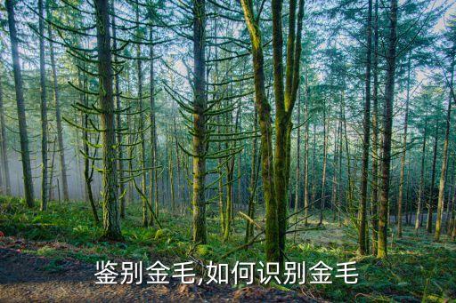 怎么鉴别金毛,如何识别金毛?
