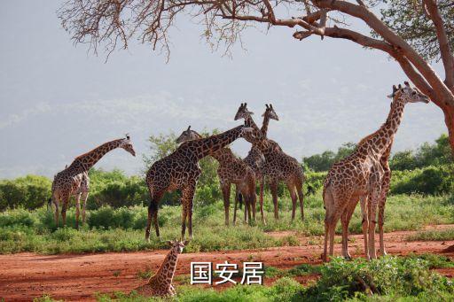 深圳国安居