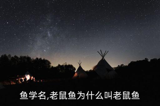 耗儿鱼学名,老鼠鱼为什么叫老鼠鱼?