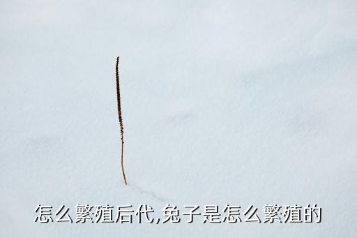 兔子怎么繁殖后代,兔子是怎么繁殖的?