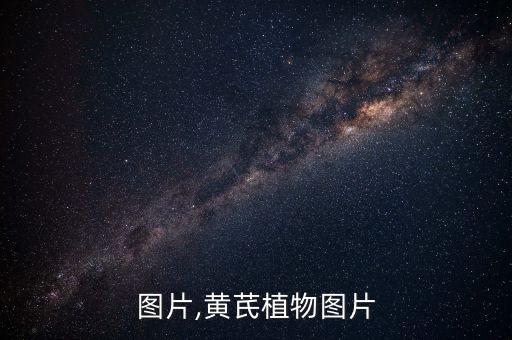 黄氏图片,黄芪植物图片