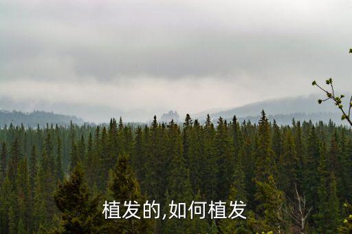 植发的,如何植发