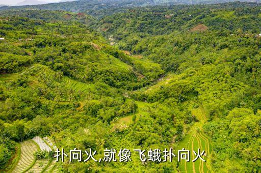 飞蛾扑向火,就像飞蛾扑向火