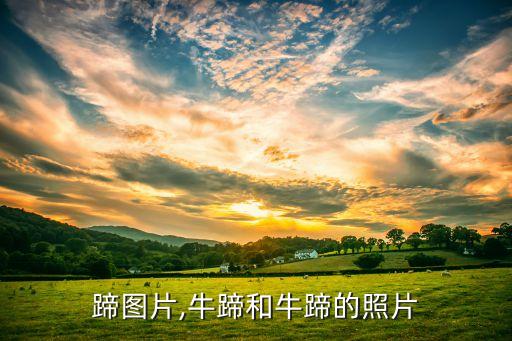 蹄图片,牛蹄和牛蹄的照片