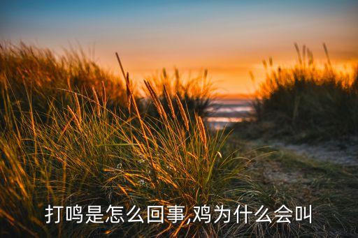 母鸡打鸣是怎么回事,鸡为什么会叫?