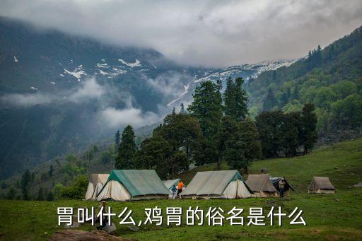 胃叫什么,鸡胃的俗名是什么