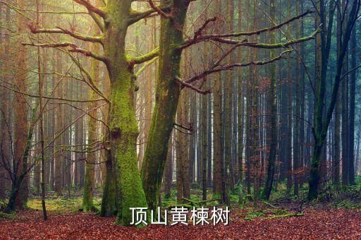 /平顶山黄楝树