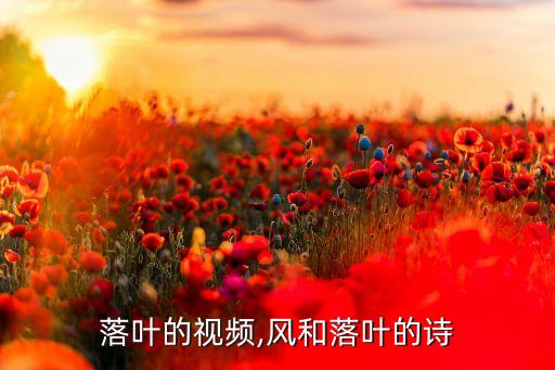 风吹落叶的视频,风和落叶的诗