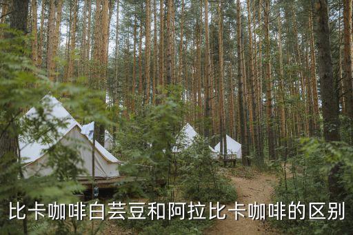 比卡咖啡白芸豆和阿拉比卡咖啡的区别