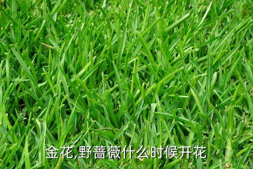 金花,野蔷薇什么时候开花