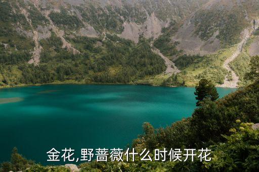 粉叶金花,野蔷薇什么时候开花?