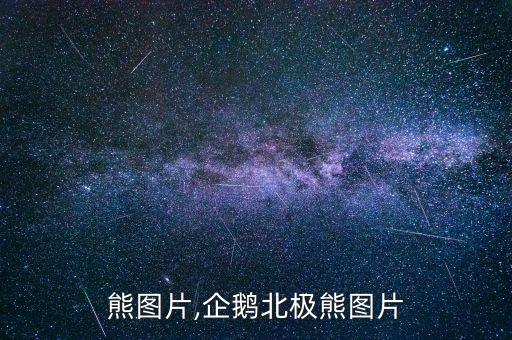 熊图片,企鹅北极熊图片