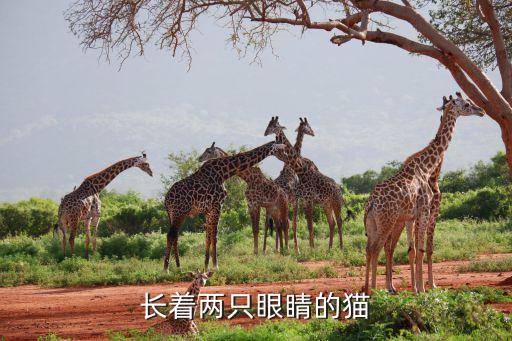 长着两只眼睛的猫