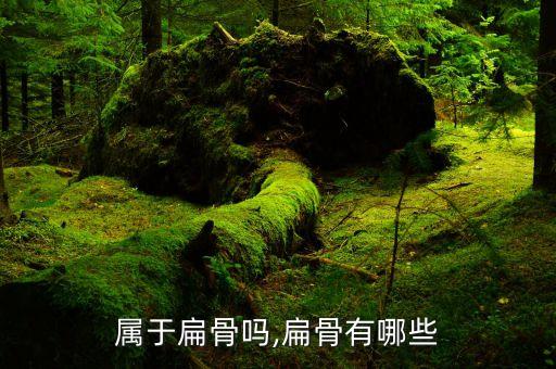 髋骨属于扁骨吗,扁骨有哪些?