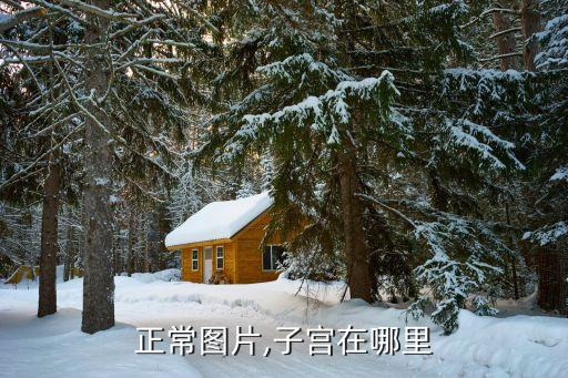 正常图片,子宫在哪里