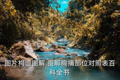 胸骨图片构造图解,图解胸痛部位对照表百科全书