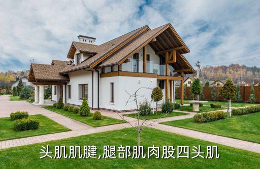 股四头肌肌腱,腿部肌肉股四头肌