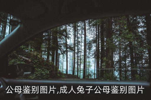 兔子公母鉴别图片,成人兔子公母鉴别图片